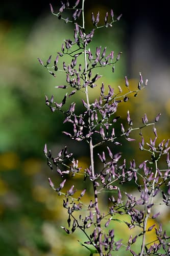 Tall Blue Lettuce Bonsai