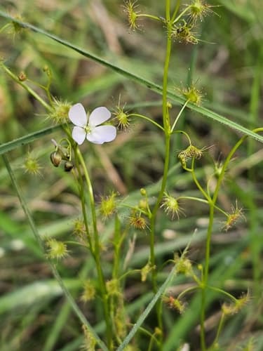 Tall sundew