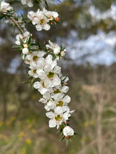 Prickly Tea-tree Bonsai