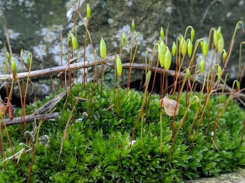 Capillary Thread-moss