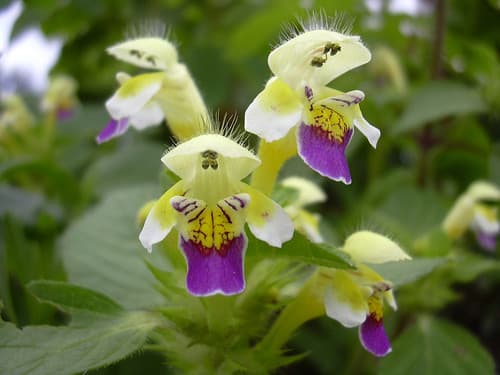 Large-flowered Hemp-nettle