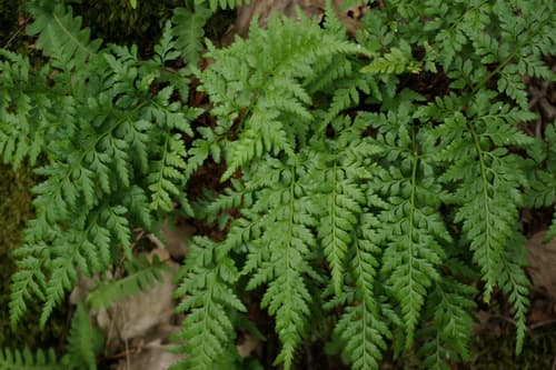 Black Spleenwort