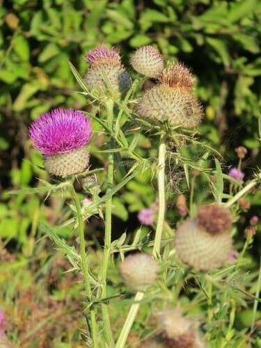 Lophiolepis decussata