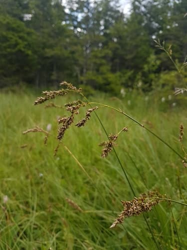 Greater Tussock-sedge