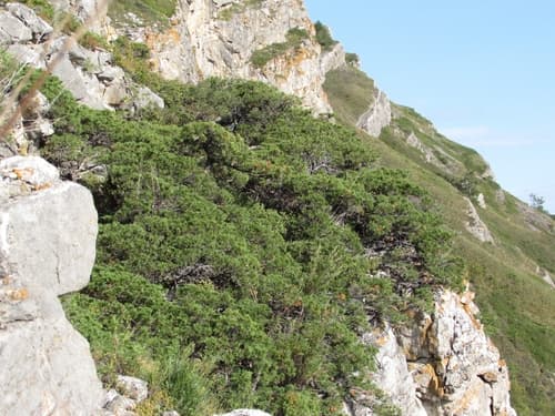 Savin Juniper Bonsai