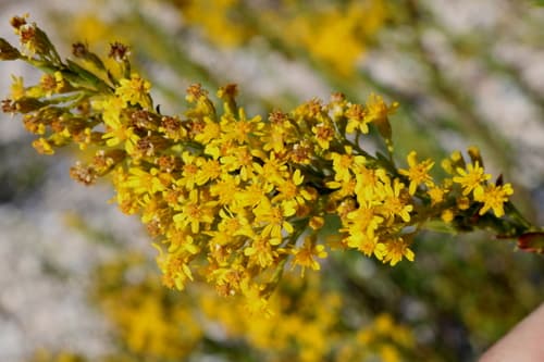 Southern Seaside Goldenrod