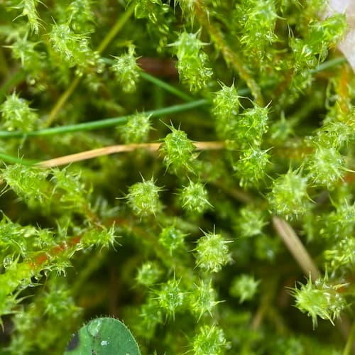Square Gooseneck Moss