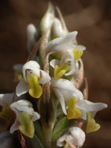 Centipede Grass Orchid