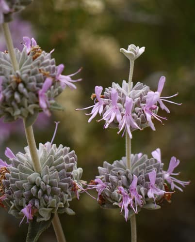 Purple Sage Bonsai