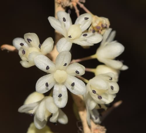 Asparagus albus Flowering Specimen