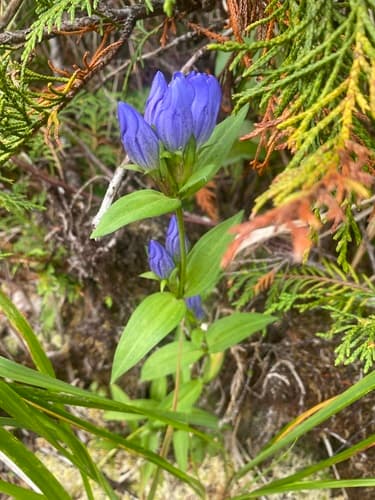 King's Scepter Gentian