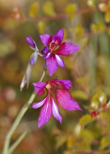 Wild Gladiolus