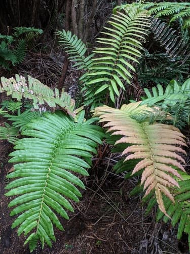 Chilean hard fern