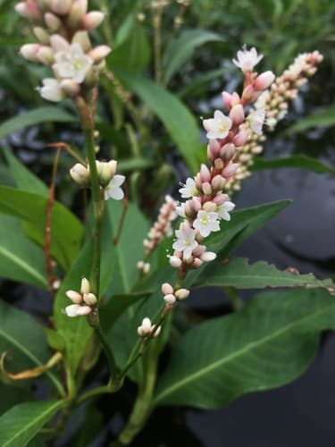 Dense-flowered smartweed