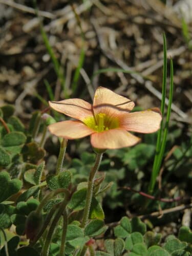 Yelloweye Woodsorrel