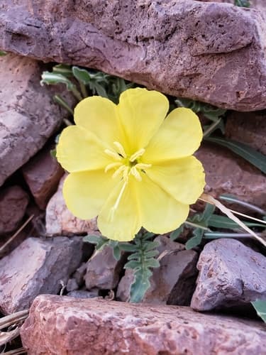 Desert Evening-Primrose