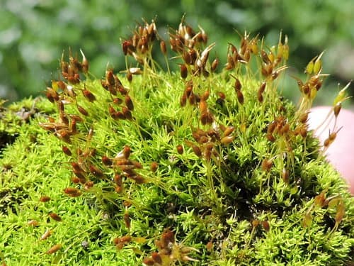Green-tufted Stubble Moss