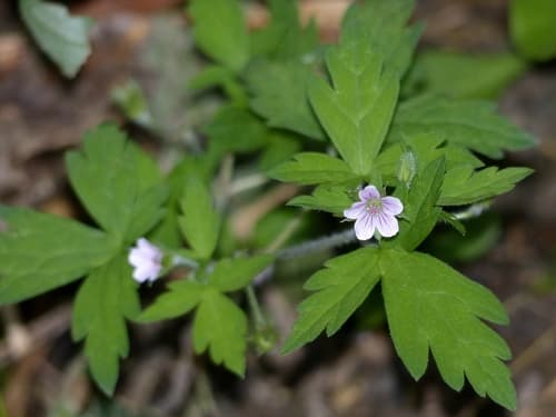 Siberian Crane's-bill Bonsai