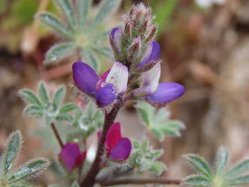 bajada lupine