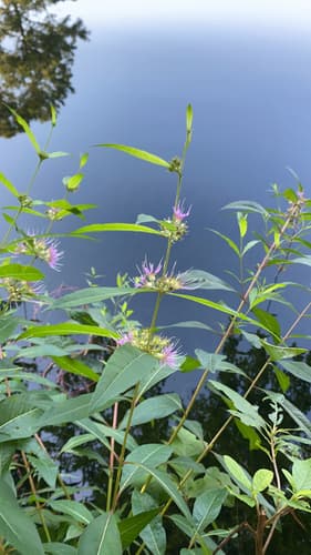 Swamp Loosestrife