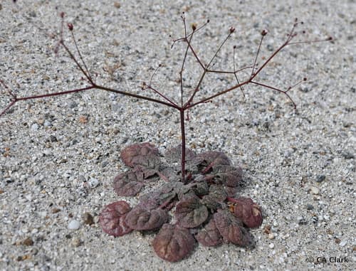 Thomas's Wild Buckwheat