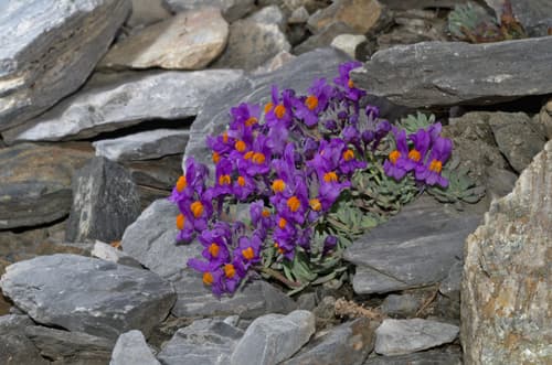 Alpine Toadflax Bonsai