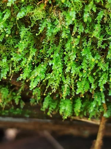 Tetraphis Moss