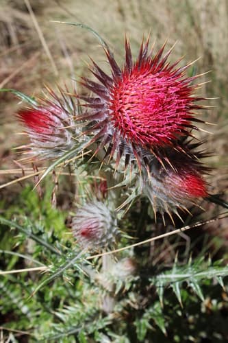 Red Thistle