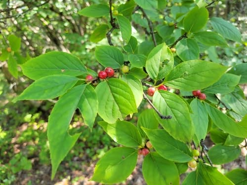 Mountain Winterberry