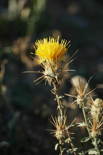 Decorated Knapweed