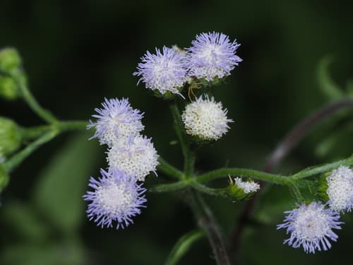 Billygoat Weed Bonsai
