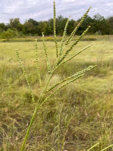 Not a Bonsai Specimen (Florida Paspalum)