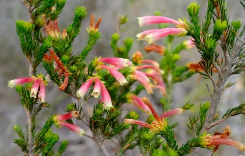 Discolorous Heath Bonsai