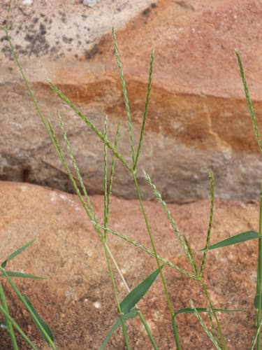 Tropical Finger-grass
