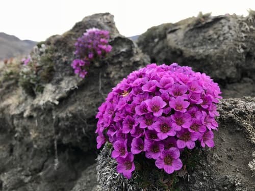 Purple Saxifrage Bonsai