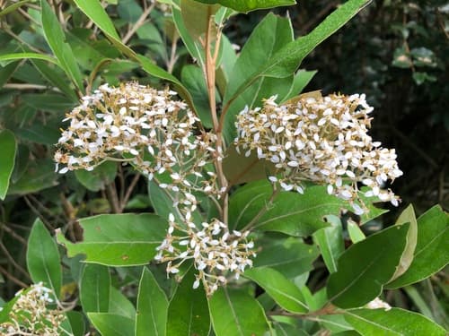 Mangrove-leaved Daisy-bush
