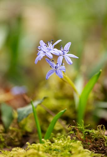 Alpine Squill Bonsai
