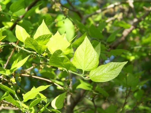 Dwarf Hackberry Bonsai