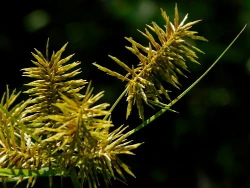 Straw-colored Flatsedge
