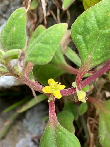 Beach Spinach Bonsai