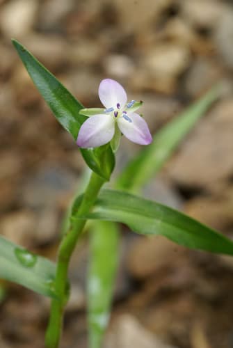 marsh dewflower