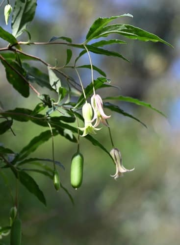 Common Apple-berry Bonsai