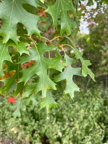 northern pin oak
