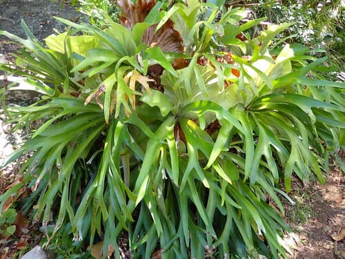 Elkhorn fern