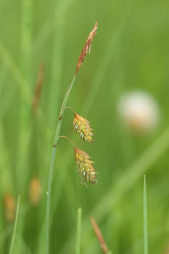 Mud Sedge