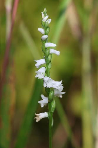 Little Ladies' Tresses