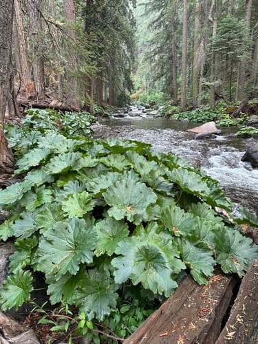 Umbrella Plant Bonsai