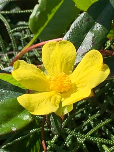 Toothed Guinea Flower