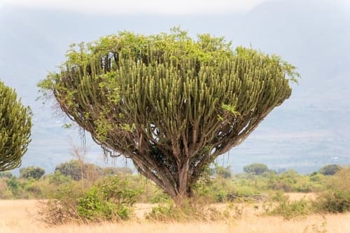 Common Tree Euphorbia