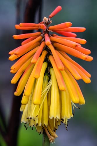 Red Hot Poker